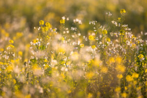 Rape flowers in backlight Rape flowers in backlight